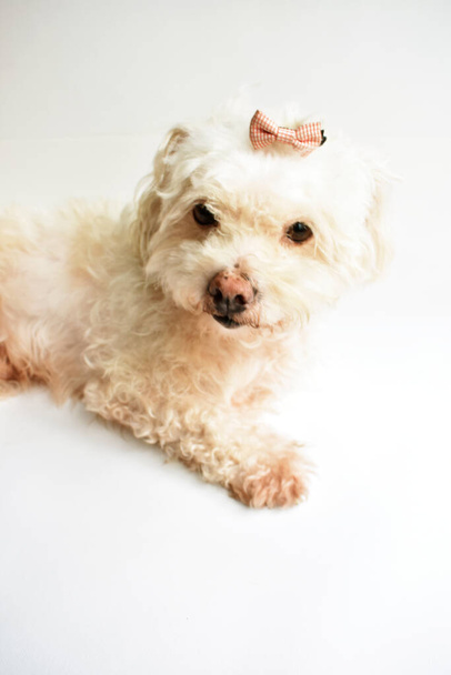 Roztomilé bílé štěně / pes / pet indoor, bílé pozadí, domov sladký domov, krásný, láska, rodina, baby dog, usměvavý pes - Fotografie, Obrázek