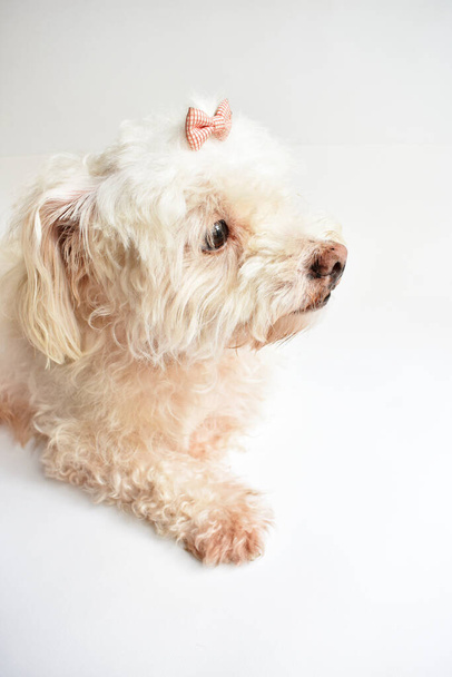 Niedlicher weißer Welpe / Hund / Haustier drinnen, weißer Hintergrund, zu Hause süßes Zuhause, schön, Liebe, Familie, Hundebaby, lächelnder Hund - Foto, Bild