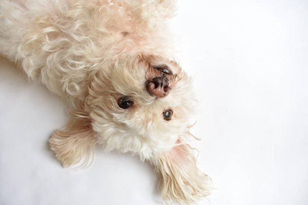 Милий білий цуценя/ собака/ домашня тварина в приміщенні, білий фон, домашній солодкий будинок, милий, любов, сім'я, дитина собака, усміхнений собака
 - Фото, зображення