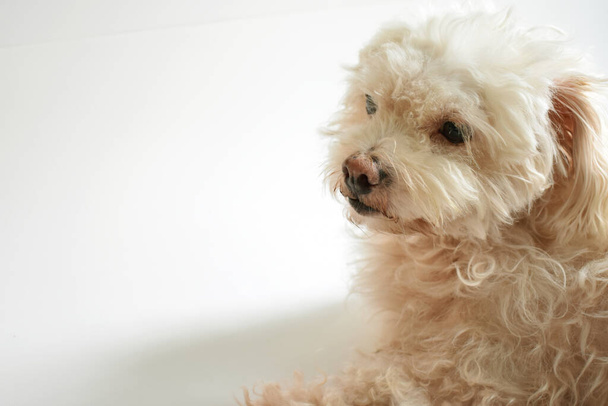 Lindo cachorro blanco / perro / mascota interior, fondo blanco, hogar dulce hogar, encantador, amor, familia, perro bebé, perro sonriente - Foto, Imagen