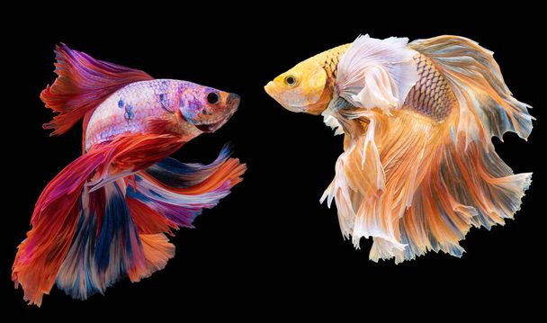 Kaunis liike punainen ja keltainen Betta, Siamilainen taistelevat kala, Kaksi betta kalat taistelevat, Betta splendens, Half Moon Betta kala eristetty mustalla pohjalla. - Valokuva, kuva