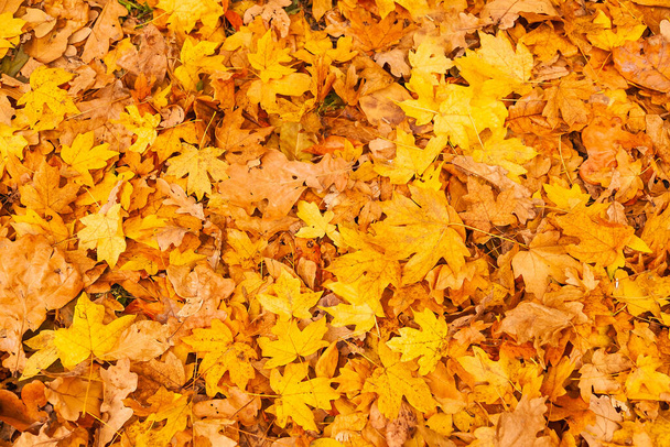 Na zemi leží spousta žlutých a oranžových suchých listů - Fotografie, Obrázek