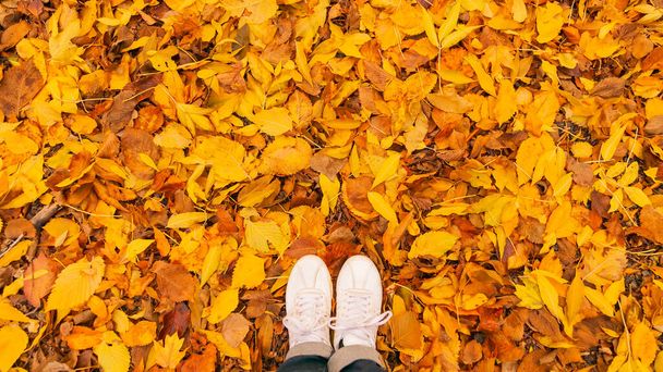 Sfondo di autunno foglie secche gialle e arancioni sdraiato a terra con scarpe da ginnastica bianche delle donne. - Foto, immagini