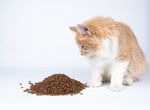 кот смотрит на груду сухой пищи - Фото, изображение