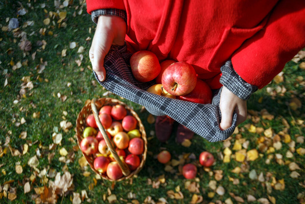 the girl holds   juicy apples near basket  with  apples in a in the garde - Fotografie, Obrázek