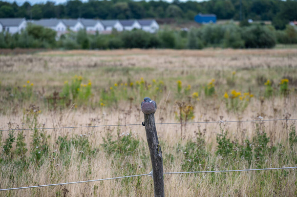 Egy galamb ül a kerítésoszlopon, és egy vidéki környezetben pihen. - Fotó, kép