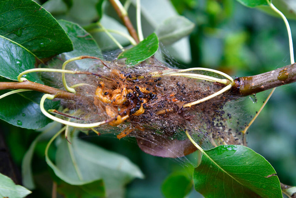 Small Ermine Moths on pear tree - Photo, Image