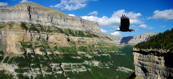 águila volando sobre un cañón - Foto, Imagen