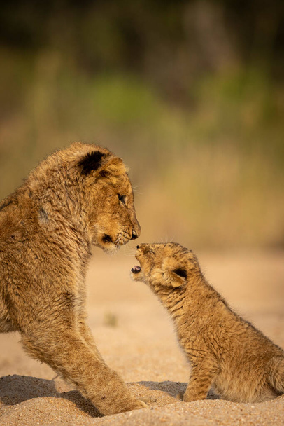 Dwóch braci lew bawi się razem w Kruger Park w Republice Południowej Afryki - Zdjęcie, obraz