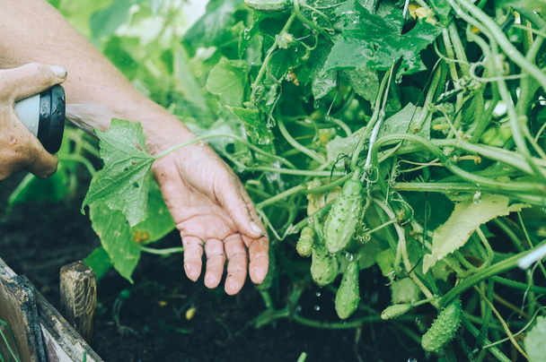 Idős, idősebb kezek locsolják a növényeket tömlővel a kerti üvegházban. Vízcseppek éretlen uborkán. Gazdálkodás, kertészkedés, mezőgazdaság, idősek. Gazdaságon belül ökológiai zöldségeket termesztő mezőgazdasági termelő.  - Fotó, kép