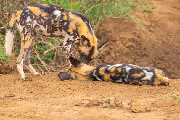 African wild dogs ( Lycaon Pictus) playing, Madikwe Game Reserve, South Africa. - Photo, Image