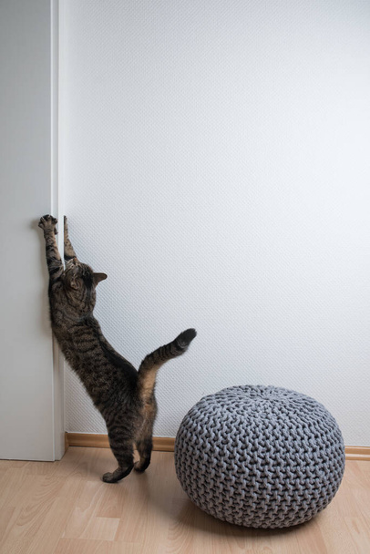 tabby macska nyújtózkodik az ajtókereten - Fotó, kép