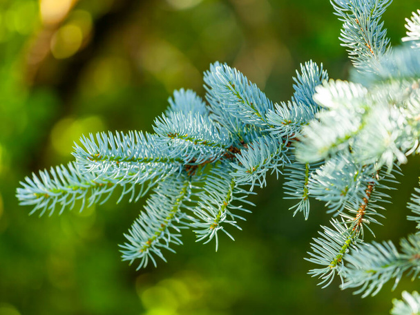 Branch of a decorative blue fir-tree - Foto, imagen