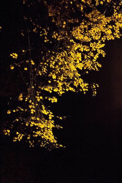 Желтые осенние листья в парке ночью при свете фонаря. осень. - Фото, изображение