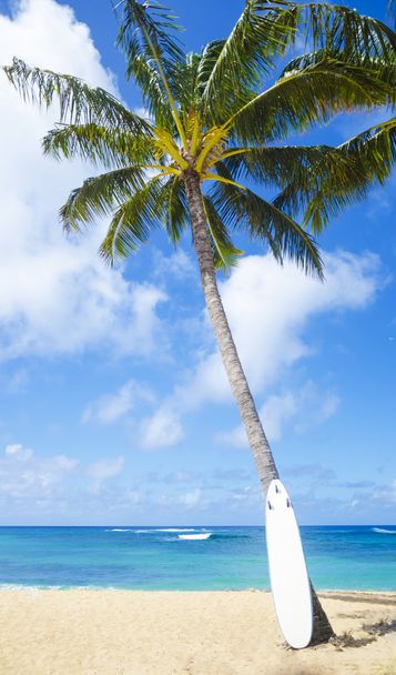 Palmeira de coco com curfboard no Havaí
 - Foto, Imagem