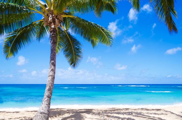cocotier sur la plage de sable fin à Hawaï
 - Photo, image