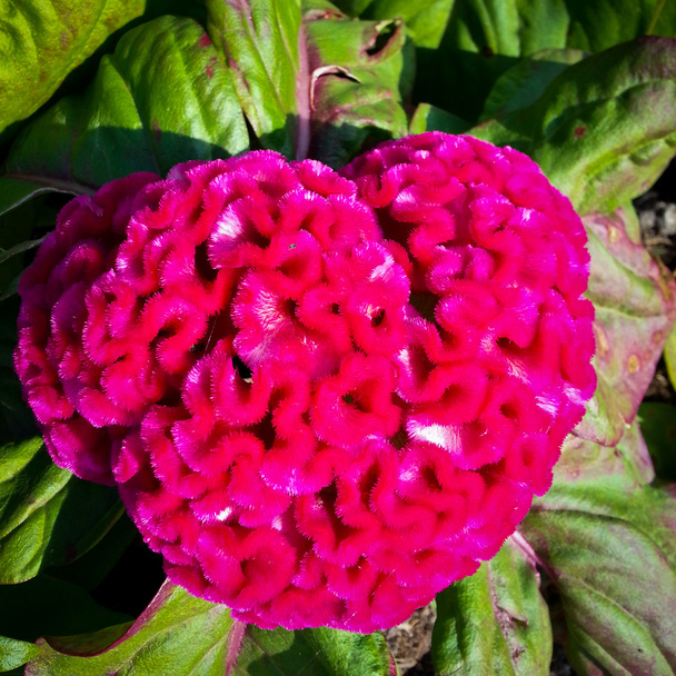 Cockscomb o flor de lana china
 - Foto, Imagen