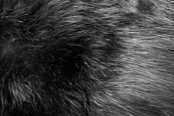 Černá přírodní vlněná textura pozadí. opravdu hladká šedá srst. měkký plyš - Fotografie, Obrázek