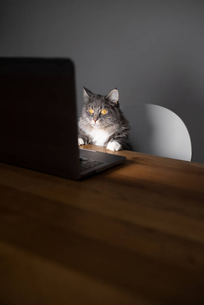 kedi bilgisayar ekranına bakıyor - Fotoğraf, Görsel