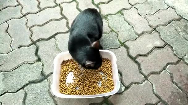 Un chat noir mange de la nourriture sèche pour chat sur le sol de la maison. - Séquence, vidéo