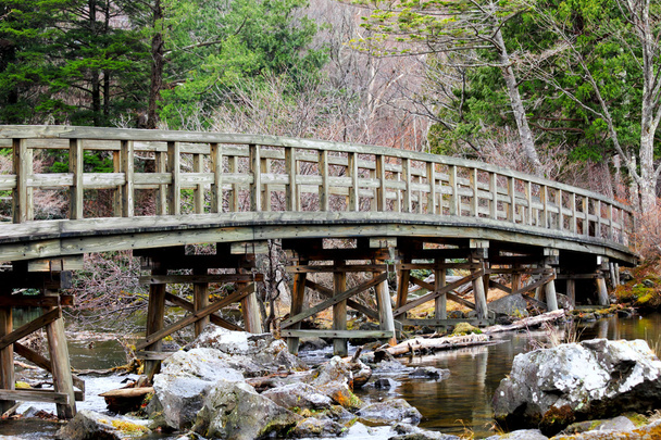 Деревянный мост в лесу - Фото, изображение