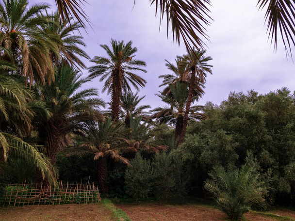 plantación en el atlas en morocco - Foto, Imagen