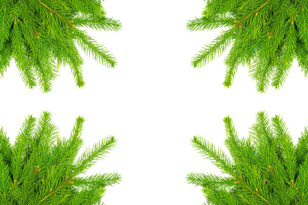 Collage of spruce branch isolated on white background. Green fir. Christmas tree - Photo, Image