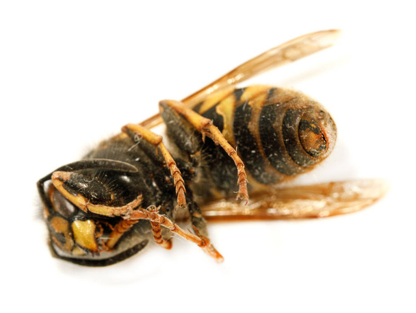 Guêpe d'abeille morte isolée sur fond blanc - Photo, image
