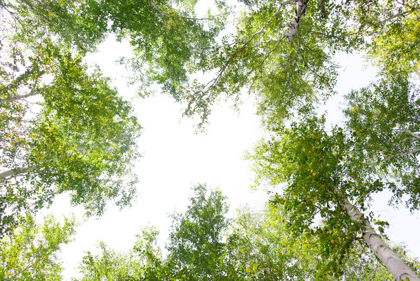 隔離された白い背景の下からの緑の王冠の木の眺め。空に対する木の緑の冠。下からの木々を通して空の景色 - 写真・画像