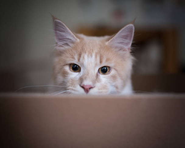 段ボール箱の中のメイン・カヌー猫 - 写真・画像