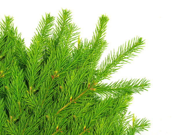 Spruce branch isolated on white background. Green fir. Christmas tree - Photo, Image