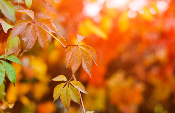 Renkli kırmızı ve sarı bindweed bitkisi yaprakları ile sonbahar arka plan tasarımı bulanık boş alan - Fotoğraf, Görsel