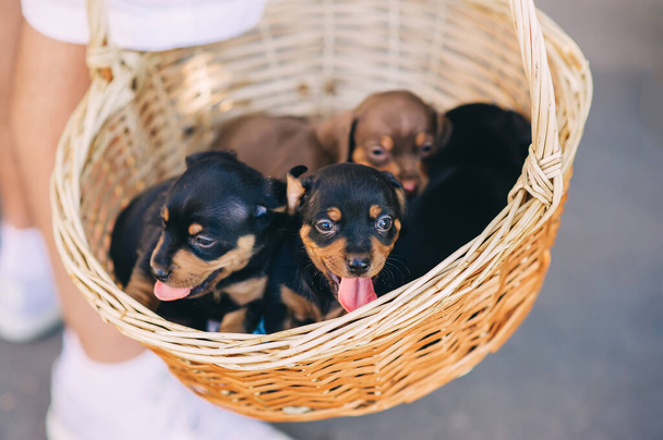 Lindos cachorros salchichas en la cesta en sus manos de niño al aire libre. Vista de cerca - Foto, imagen
