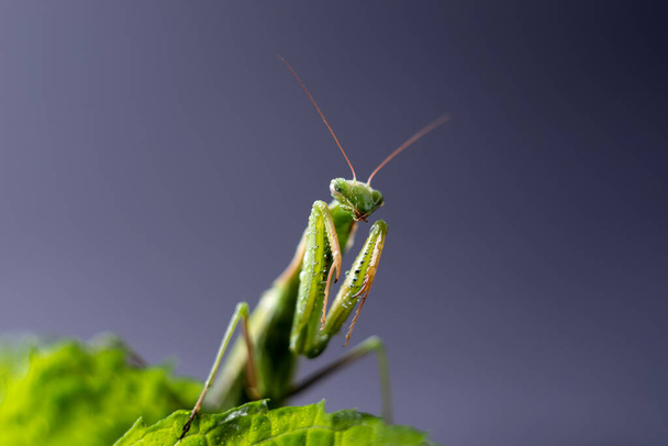 European Praying Mantis female or Mantis religiosa close up against dark background. Large predatory insect - Photo, Image