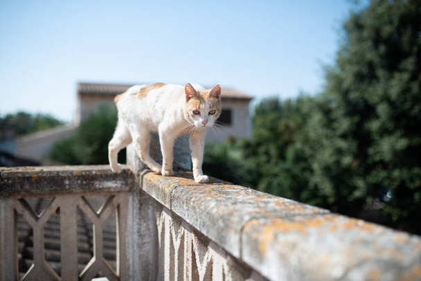 gato vadio andando na borda da varanda - Foto, Imagem