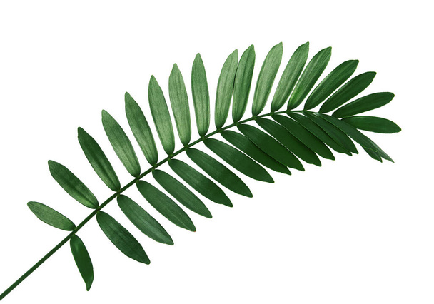 Cardboard palm or Zamia furfuracea or Mexican cycad leaf, Tropical foliage isolated on white background, with clipping path   - Photo, Image