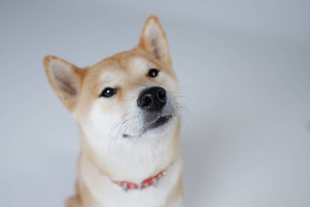 Dog of Japanese breed Shiba Inu looks up attentively. Studio portrait. Wet nose close up. Selective focus. Concept canine scent, sense of smell, healthy dog. White background. Isolated. - Photo, Image