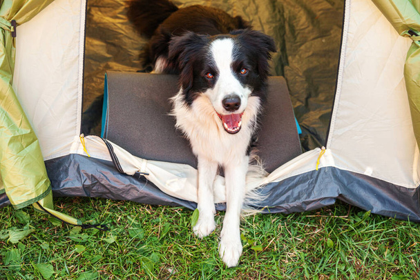 Kültéri portré aranyos vicces kiskutya határ collie feküdt belül kemping sátor. Kisállat utazás, kaland kutyatárssal. Őrző és táborozó védelem. Utazási turizmus koncepciója - Fotó, kép