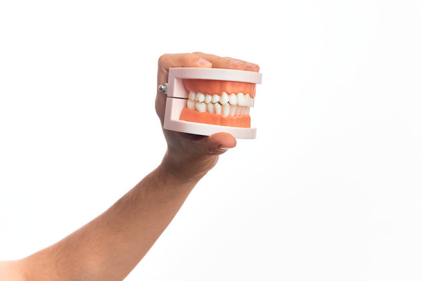 Main de jeune homme caucasien tenant des dents de prothèse en plastique sur fond blanc isolé - Photo, image