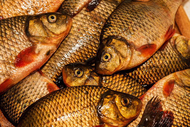 Čerstvě ulovené ryby zblízka. žlutý kapr na řezacím prkně. bidýlko, cejn, tyglík - Fotografie, Obrázek