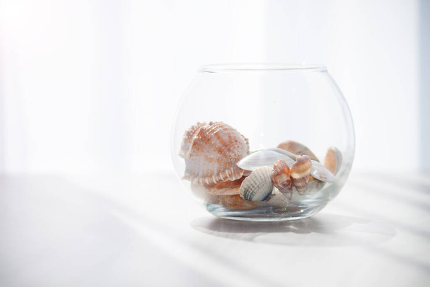 Sea shells in the glass jar on the white background with sun light. Summer, holidays, vacation memories concept. - Foto, imagen