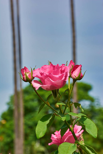 Rama de rosal con una rosa de color rosa en primer plano, con palmeras difuminadas en el fondo - Foto, immagini