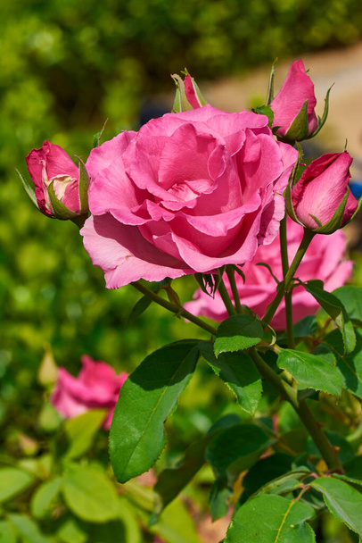 Rosa grande de color rosa en primer plano en parte superior derecha de la foto, con otras rosas, capullos y hojas verdes en el fondo. - Foto, immagini