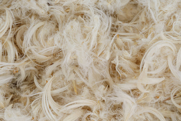 Plumes d'oie blanche et peluches de texture d'oreillers - Photo, image