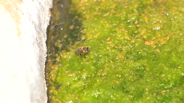 насекомые сидят на водорослях, чтобы пить воду, есть небольшой пруд с кристально чистой водой - Кадры, видео