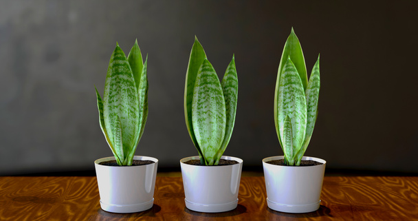 Sansevieria-Pflanzen in weißen Töpfen auf einem Holztisch vor Graphitwandhintergrund. 3D-Darstellung  - Foto, Bild