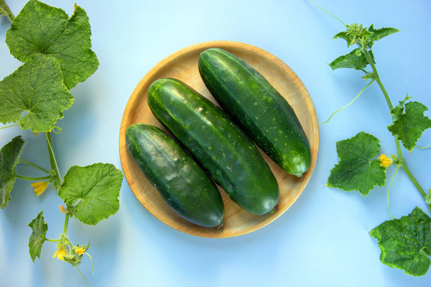 Wooden plate with fresh cucumbers and young plants cucumber with yellow flowers. Nature background. Healthy nutrition concept. Flat lay. - Photo, Image
