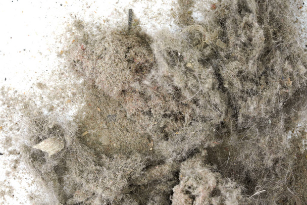 Basura, polvo, suciedad aislada sobre un fondo blanco de cerca. textura de la basura de una aspiradora - Foto, Imagen