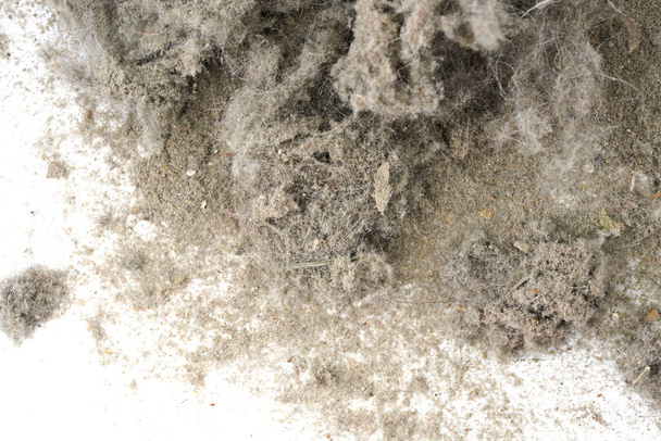 Déchets, poussière, saleté isolés sur un fond blanc gros plan. texture des ordures d'un aspirateur - Photo, image