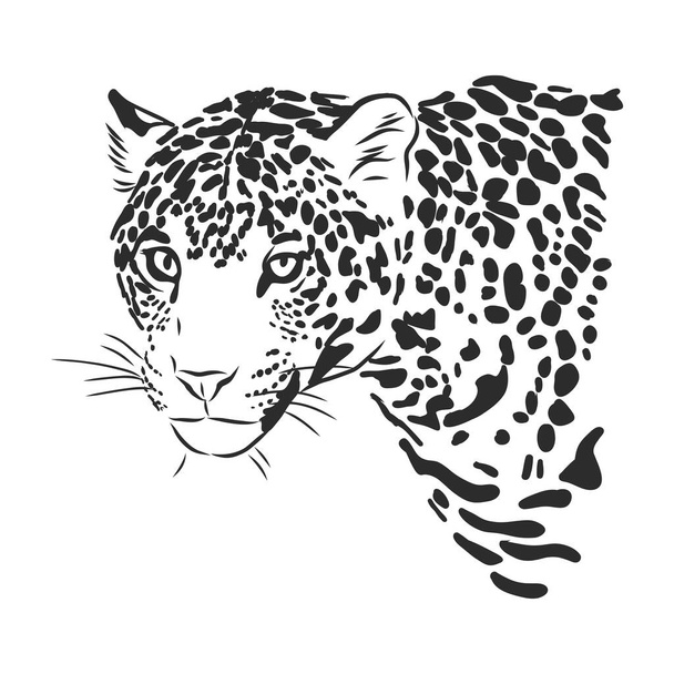 Jaguaari. Käsin piirretty luonnos kuva eristetty valkoisella taustalla - Vektori, kuva